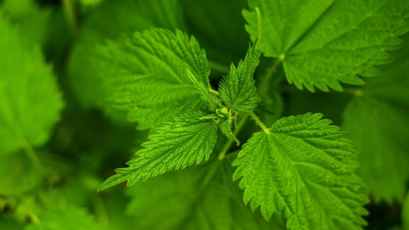 禁漫天堂网站 题材分类与筛选：按类型把范围压到十部以内